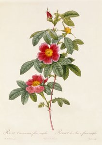 シンプルな花バラシナモメ
